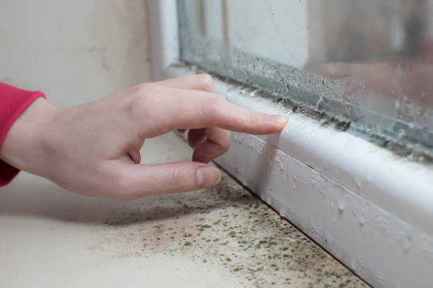 Trusted Fort Shawnee, OH Mold Removal Experts